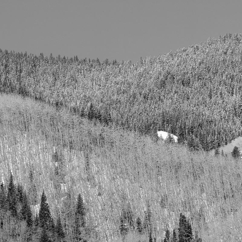 Curve of Trees