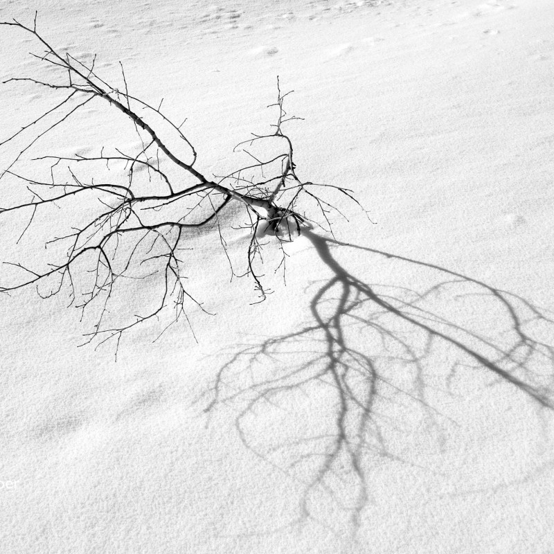 Twig in snow