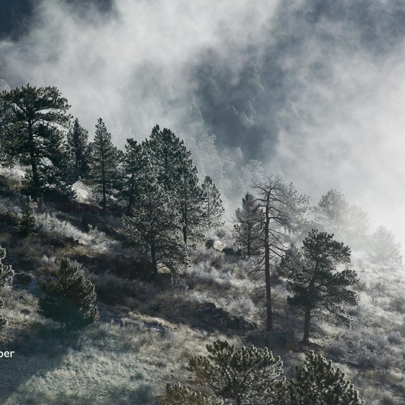 Early morning frost and rime 1