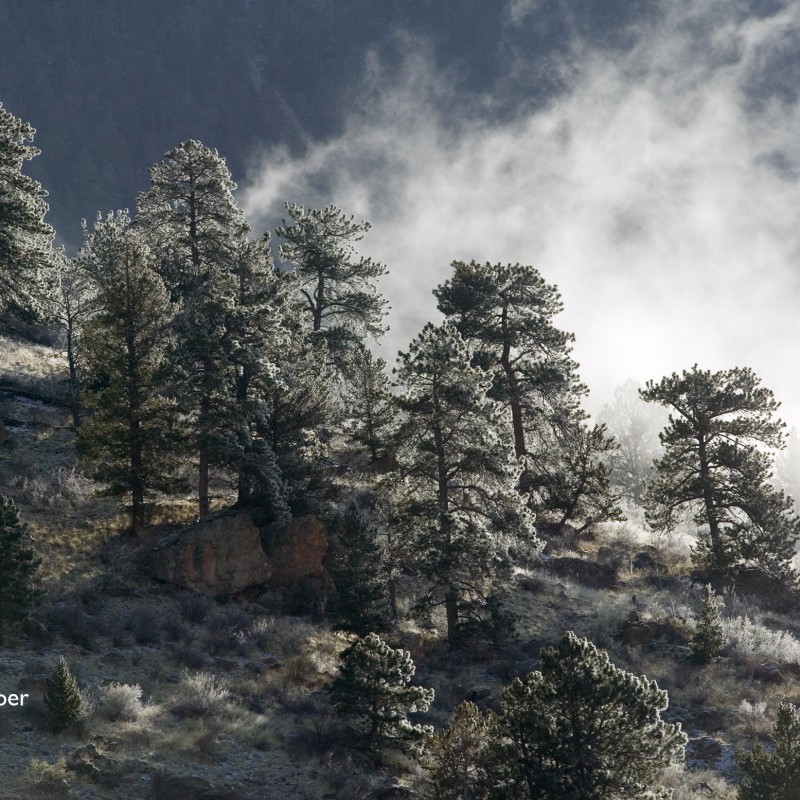 Early morning frost and rime 2
