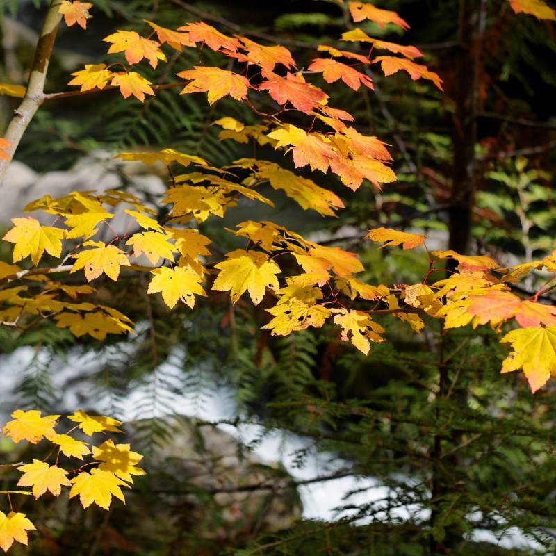 Autumn leaves 1