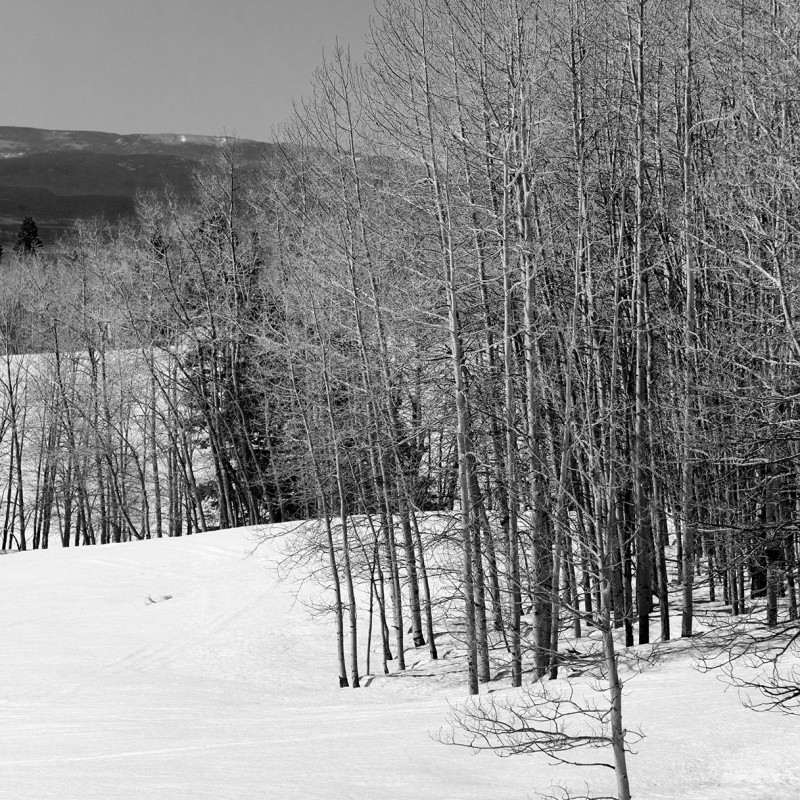 Spring Snow 4