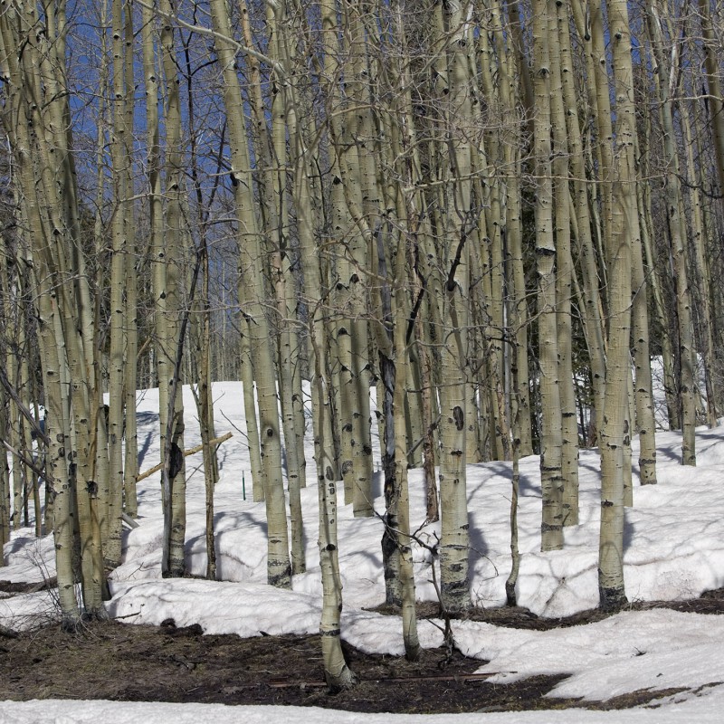 Spring Snow 5