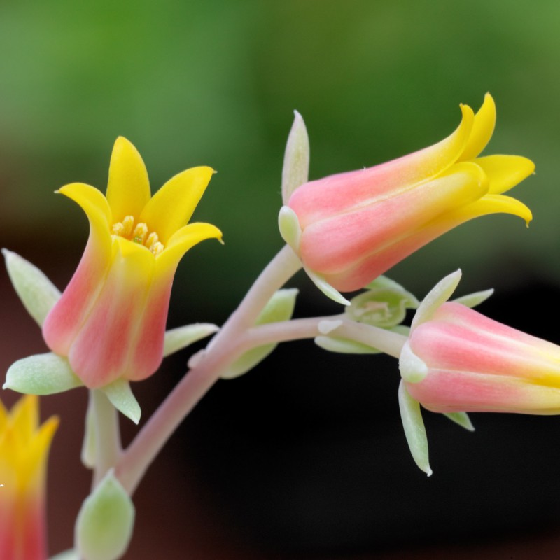 Flower 1