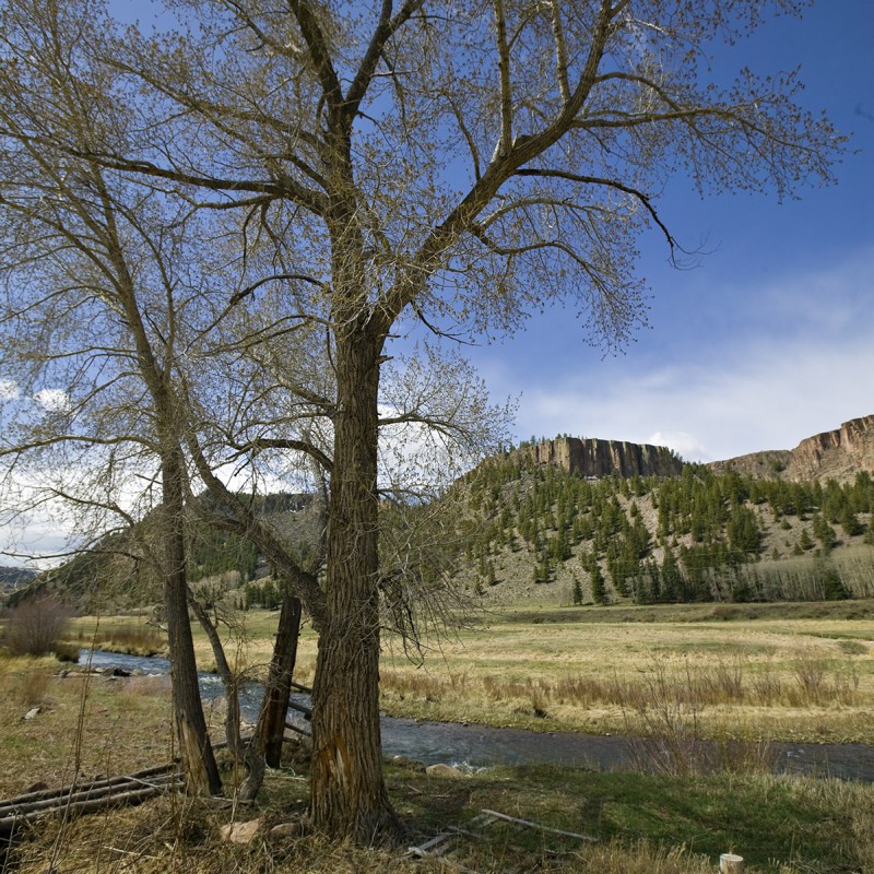 Cottonwood 1