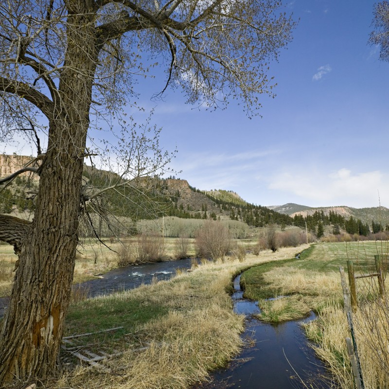 Cottonwood 2