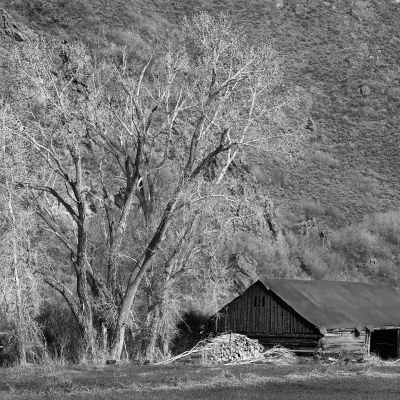 Tree and shed.