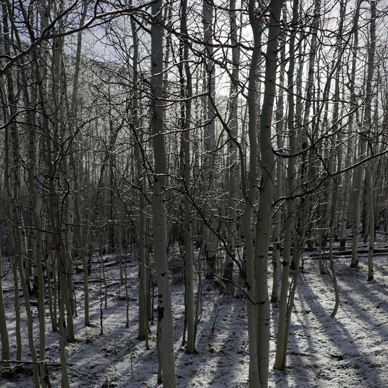Snow dusted aspens 2