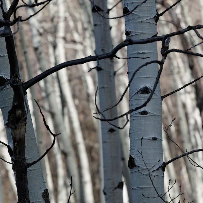 Aspen trees 1