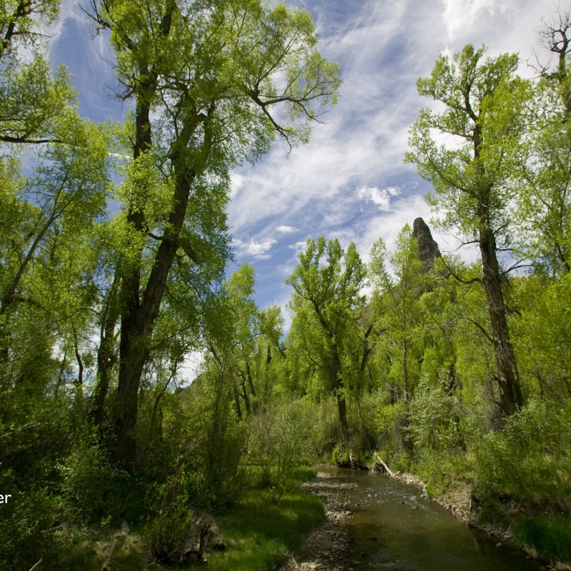 Cottonwood 3
