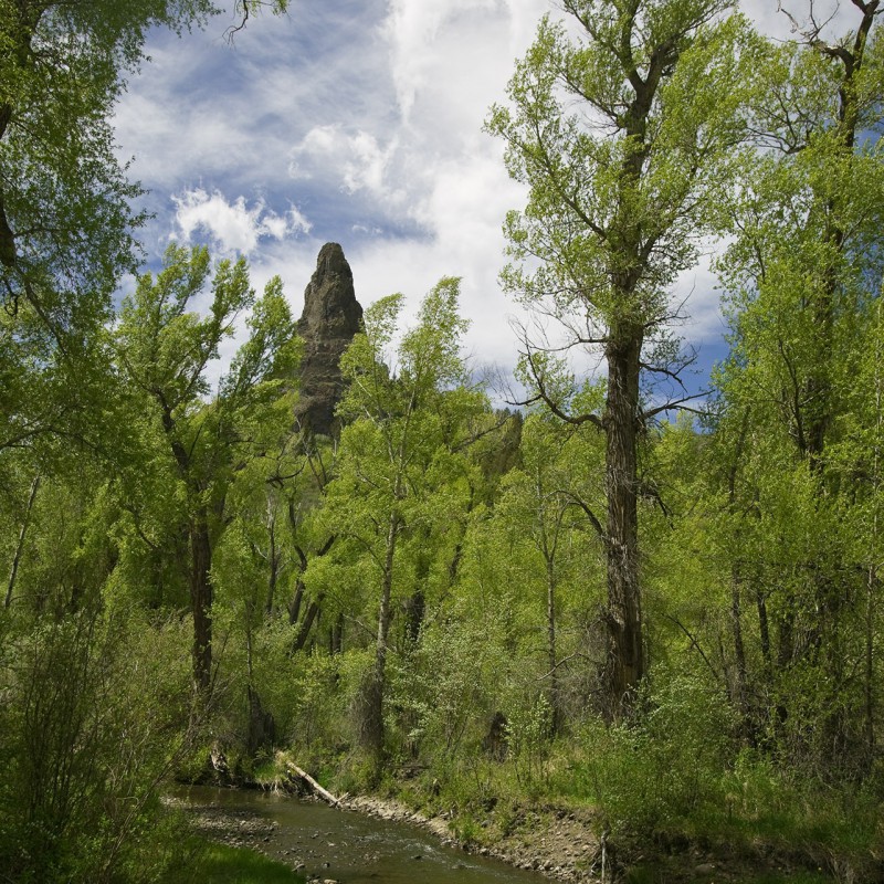 Cottonwood 4