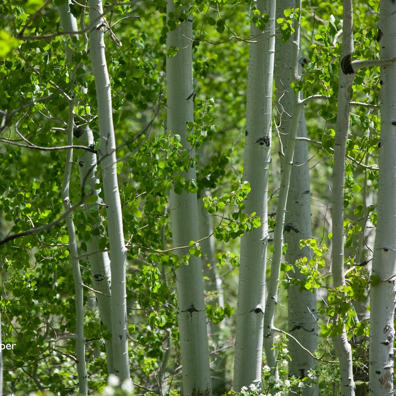 Aspen trees 2