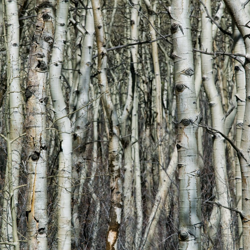 Aspen trees 3