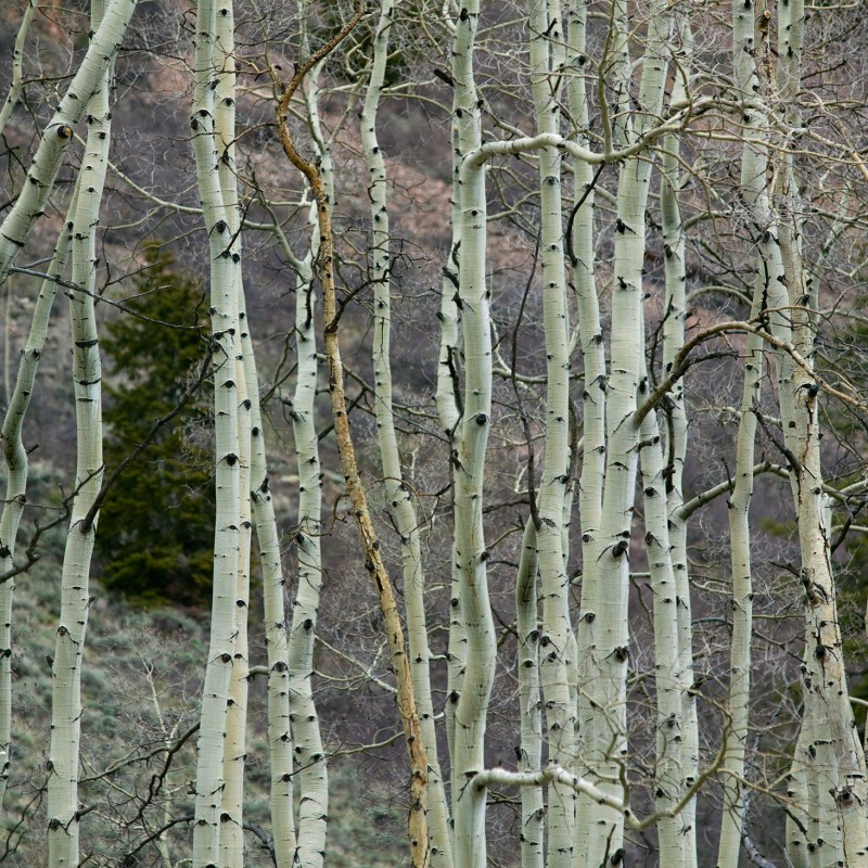 Aspen trees 5