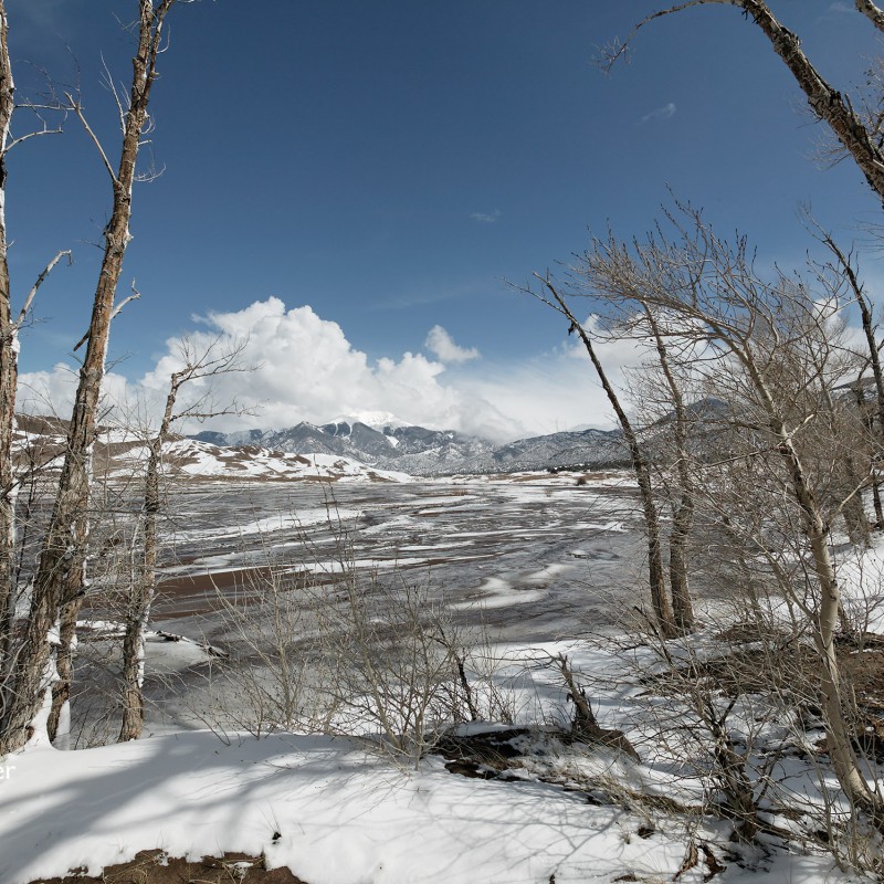 Trees and snow and sand 1