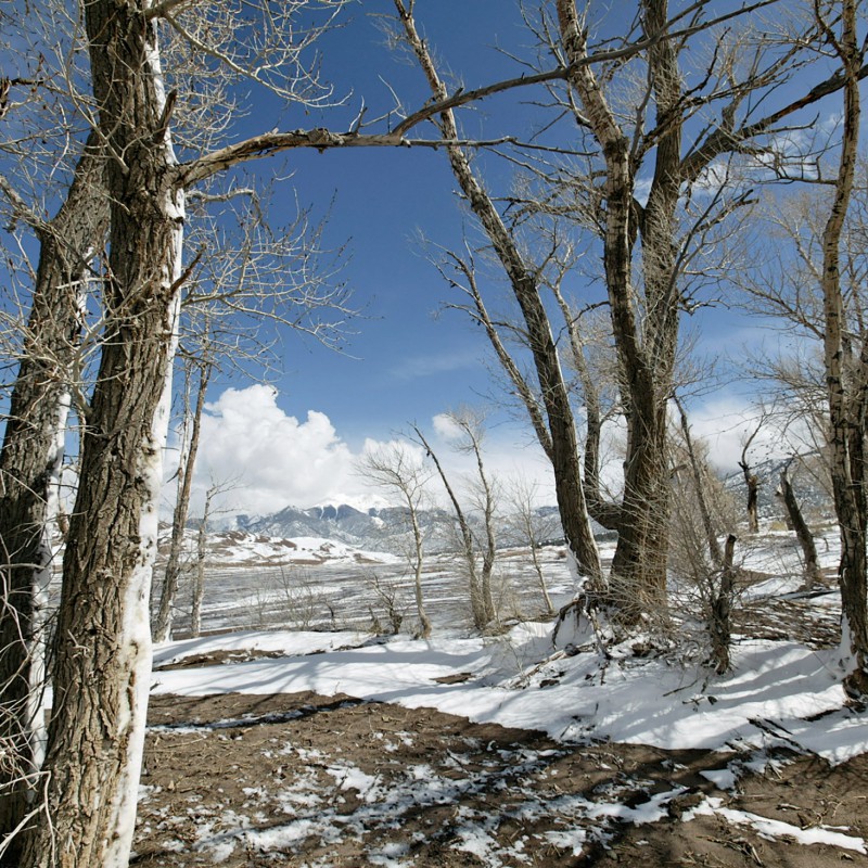 Trees and snow and sand 2