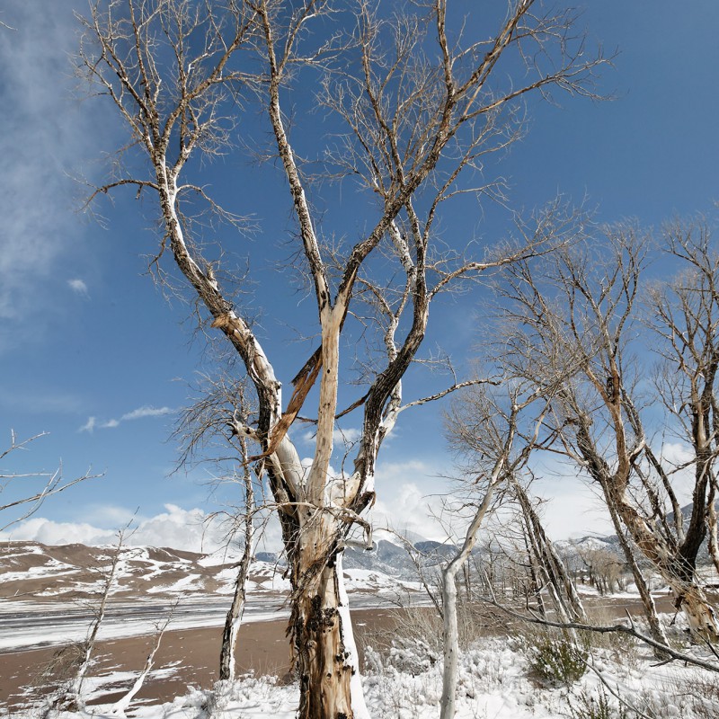 Trees and snow and sand 3