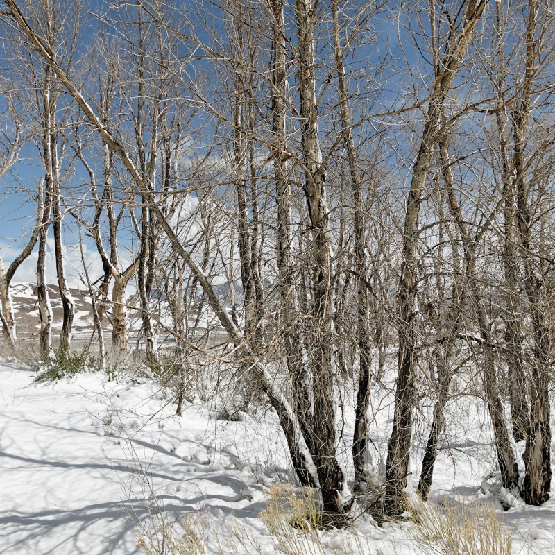 Trees and snow and sand 4