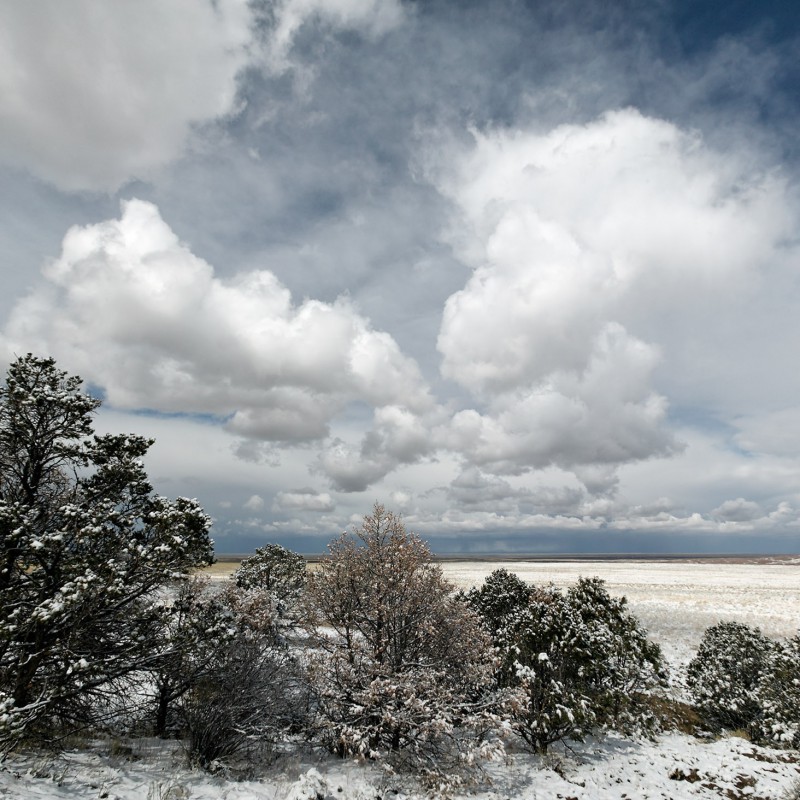 Trees and snow and sand 6