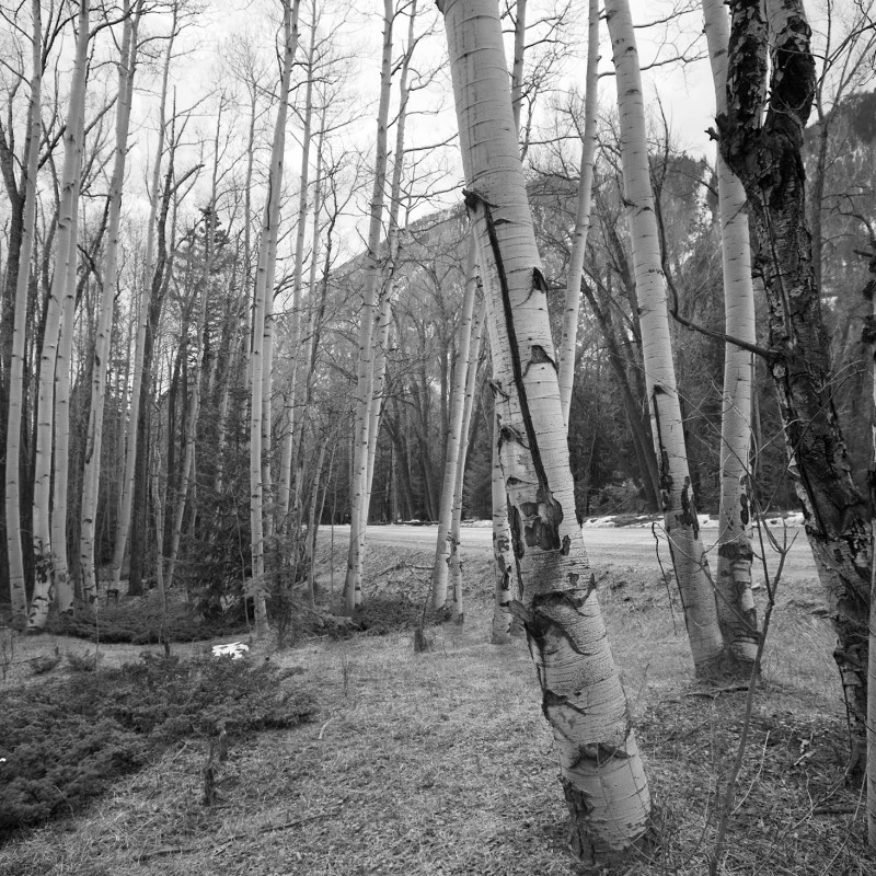 Aspen trees 6