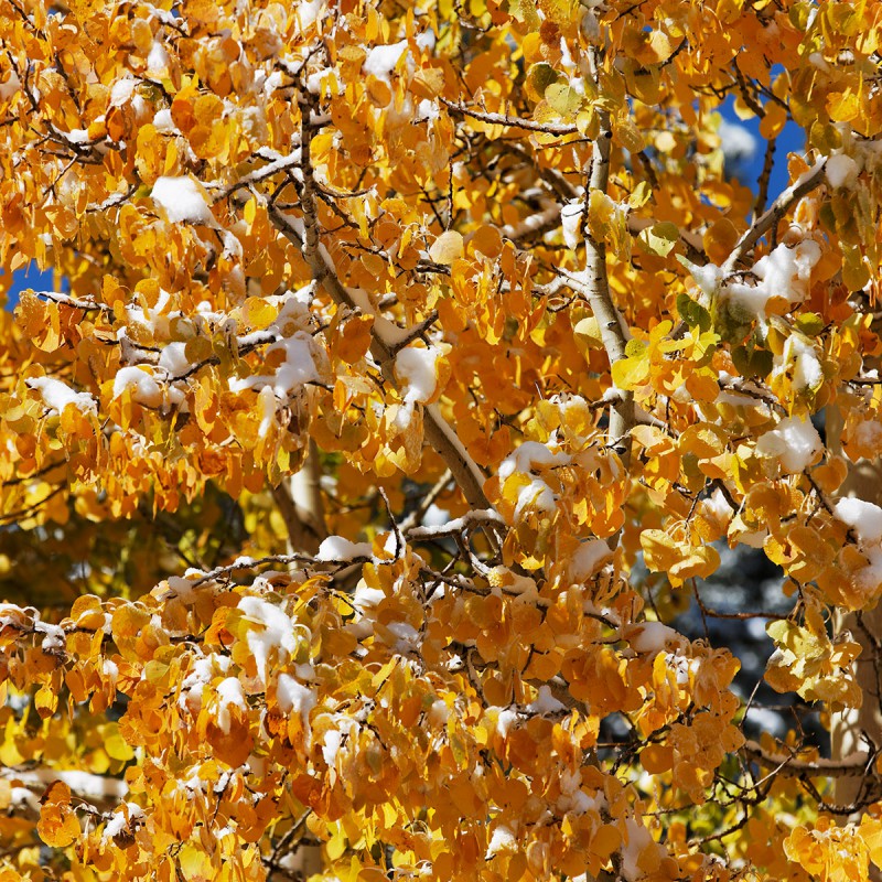 Fall snow and aspen leaves
