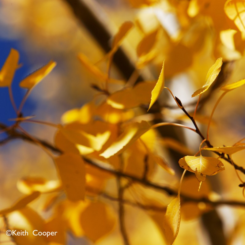 Fall colours - aspen leaves 1