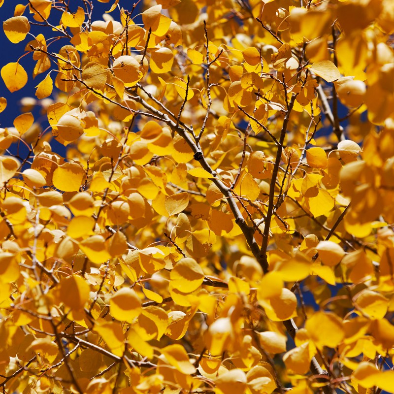 Fall colours - aspen leaves 2