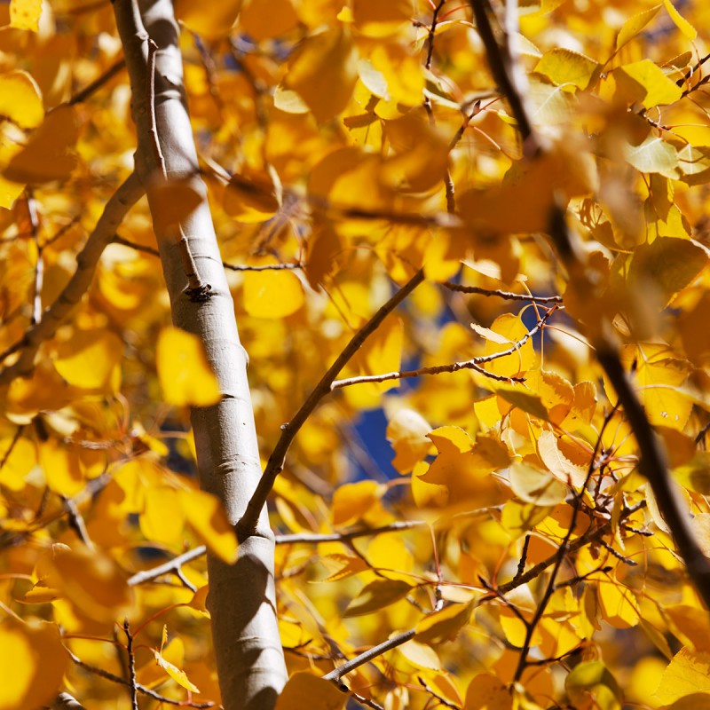 Fall colours - aspen leaves 3