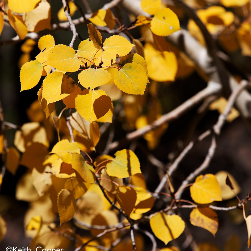 Fall colours - aspen leaves 4