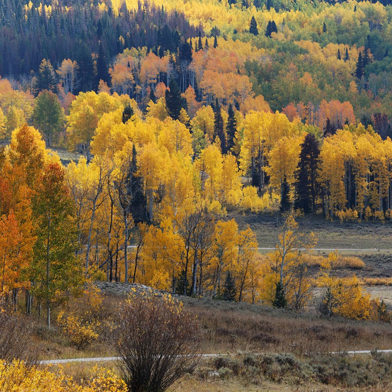 Fall colours - Colorado 1