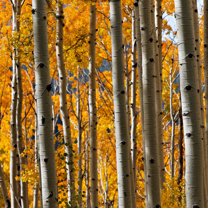 Fall colours - Colorado 2