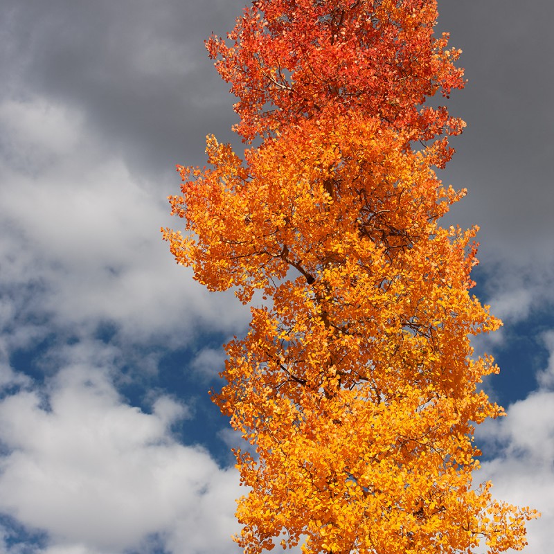 Aspen in the Fall
