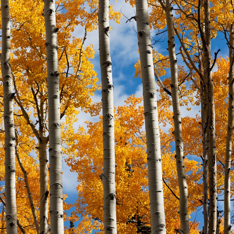 Fall colours - Colorado 4