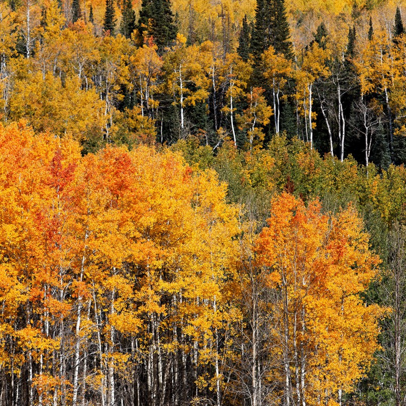 Fall colours - Colorado 5