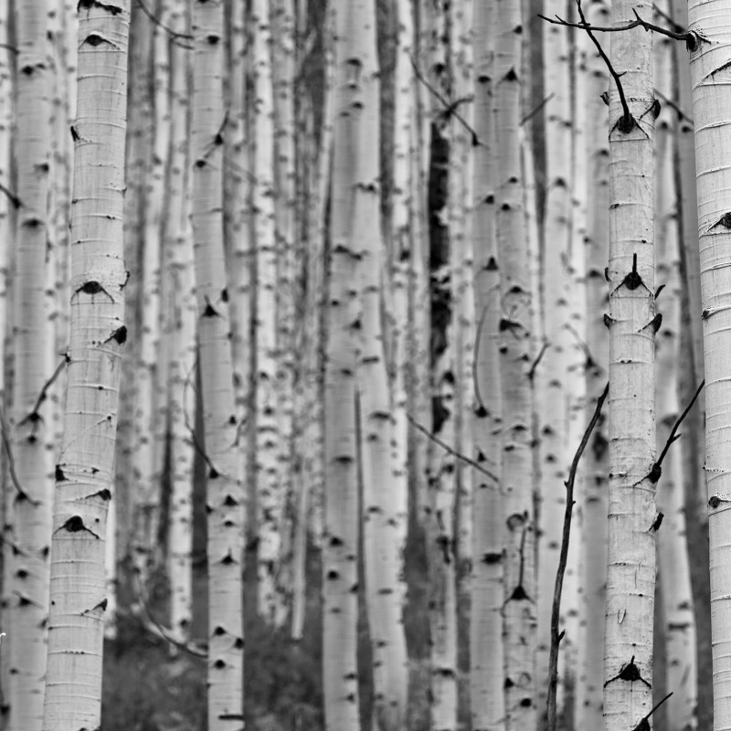 Aspen trunks