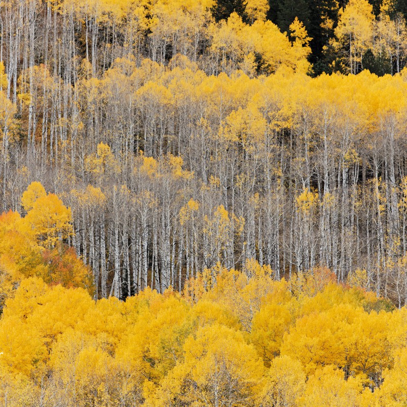Falling leaves 1