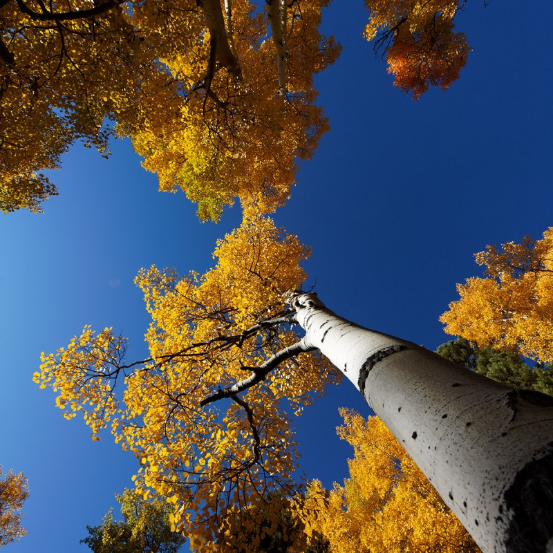 Aspens in the Fall 1