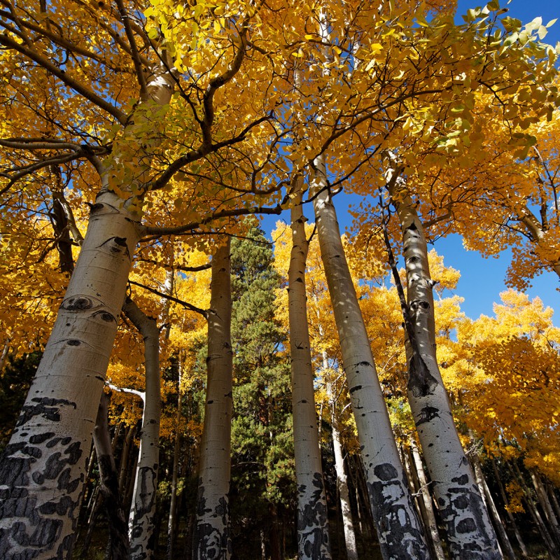 Aspens in the Fall 2