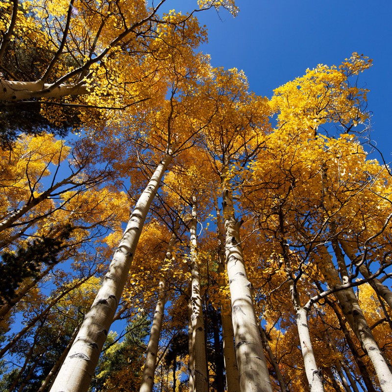 Aspens in the Fall 2a