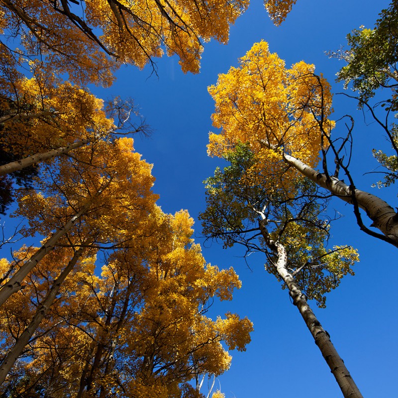 Aspens in the Fall 3