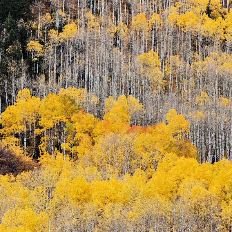 Falling leaves 2