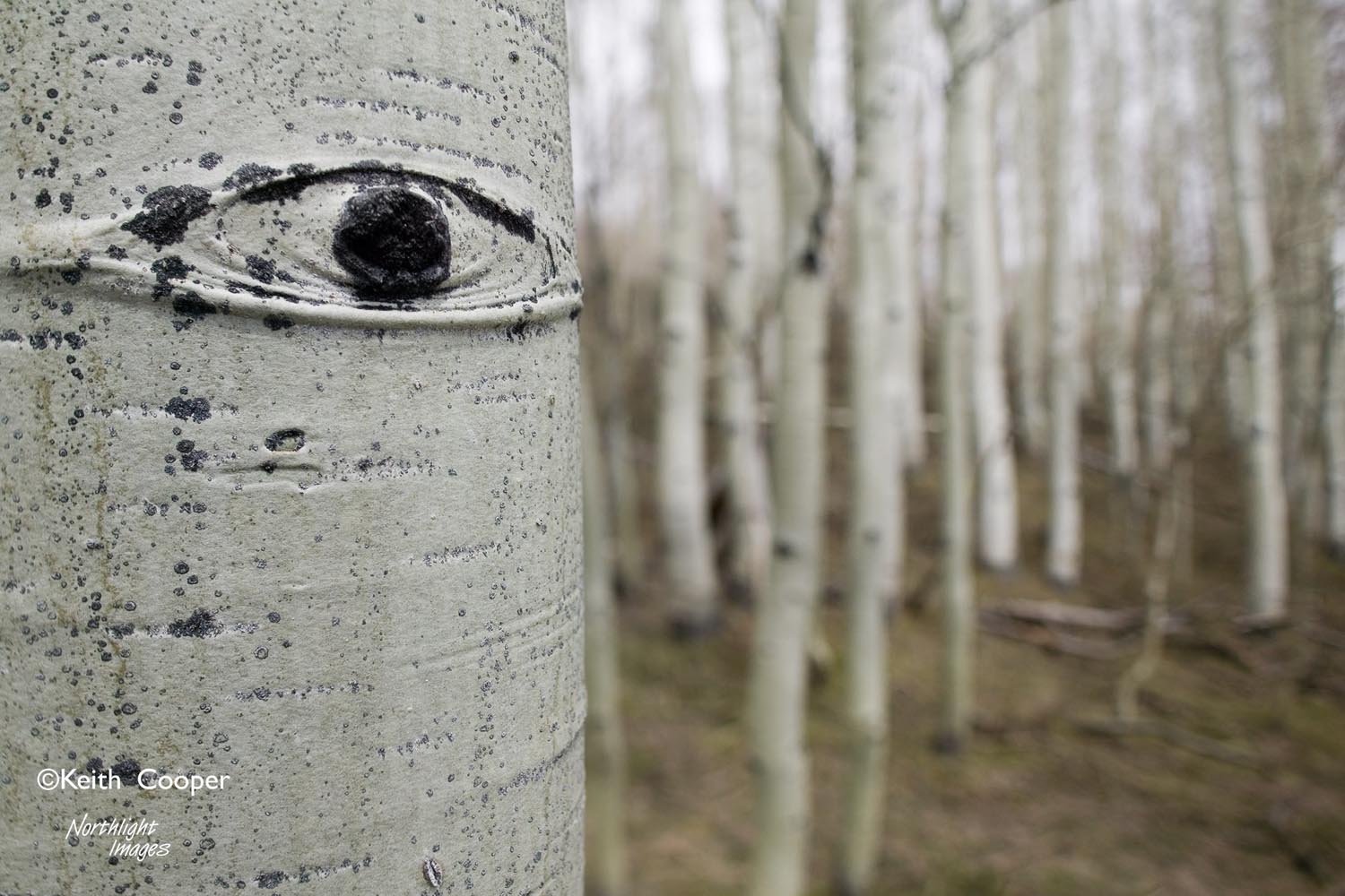 Aspen Eye 2