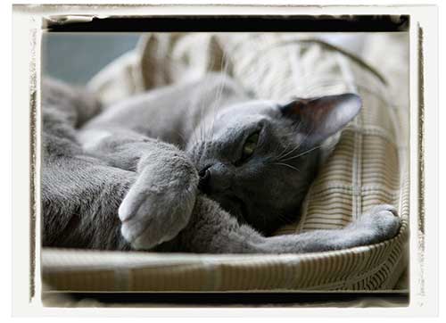 cat in basket