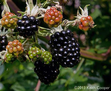 blackberries
