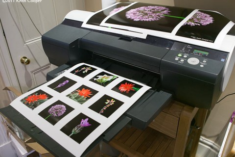 ImageNest RIP review V3.5 update