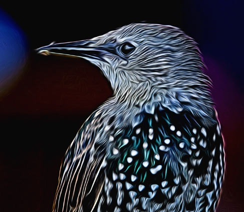 bird head