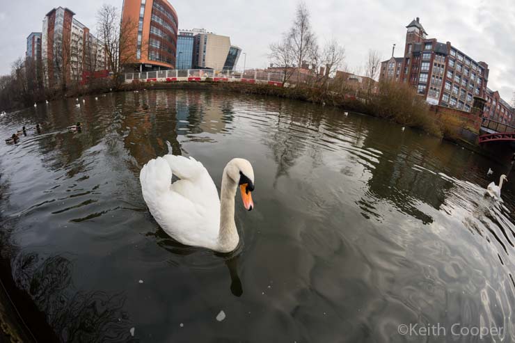 curious swan