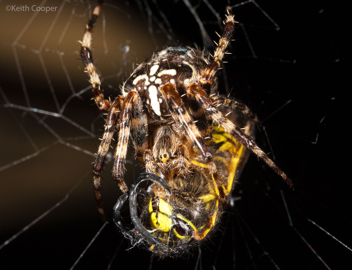 spider and wasp