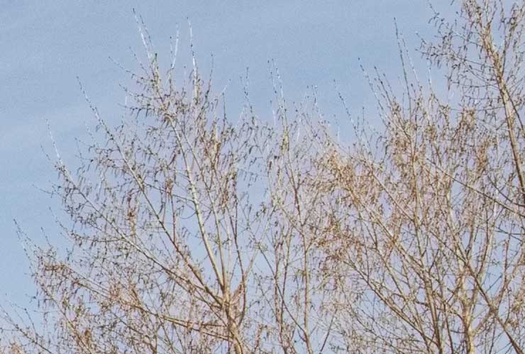 tree branches
