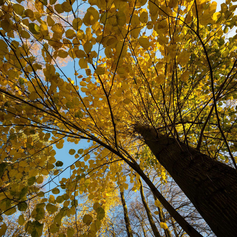 autumn leaves